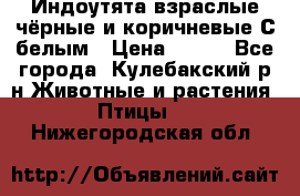 Индоутята взраслые чёрные и коричневые С белым › Цена ­ 450 - Все города, Кулебакский р-н Животные и растения » Птицы   . Нижегородская обл.